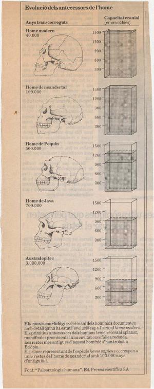 Evolució dels antecessors de l'home