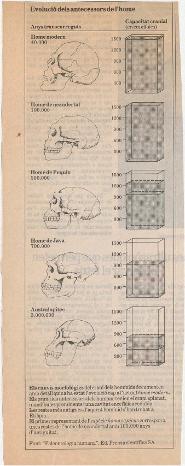 Evolució dels antecessors de l'home